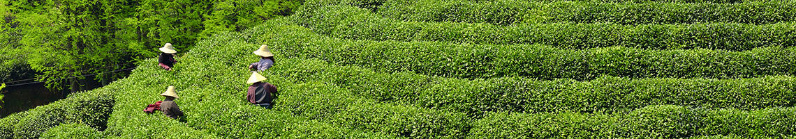 Xihu Longjing Tea