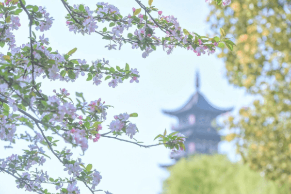 江南春景待客来 乌镇东栅景区开放