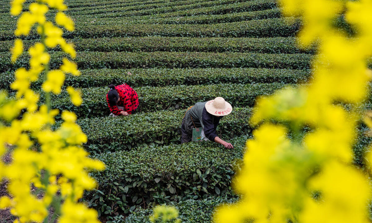 各地春茶采摘意见出库，你那的春茶开始采摘了吗？