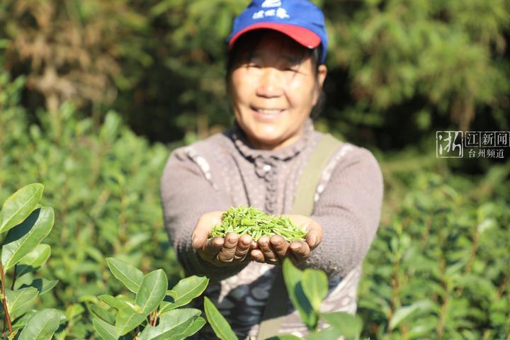 台州相册｜安岭头茬春茶开采